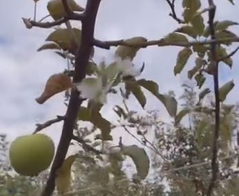 Elazığ'da Elma Ağacı Meyveleri Varken Yeniden Çiçek Açtı Elazığ’da Elma Ağacı Meyveleri Varken Yeniden Çiçek Açtı