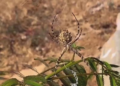 Dünyanın En Zehirli Örümcekleri Arasında Gösterilen "Argiope Lobata" Elazığ’da Görüldü Dünyanın En Zehirli Örümcekleri Arasında Gösterilen “Argiope Lobata” Elazığ’da Görüldü