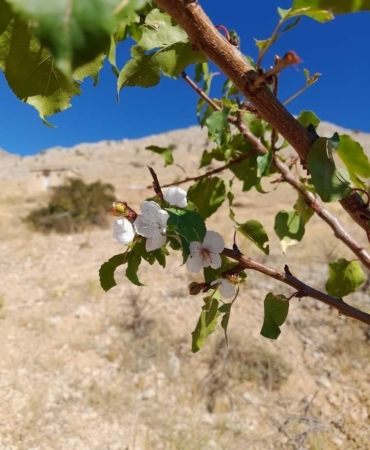 elazigda-kayisi-agaclari-cicek-acti-kRyHYKlQ.jpg