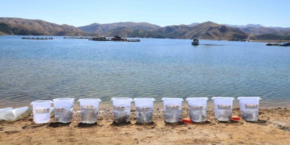 Elazığ’da 25 Milyon Yavru Sazan Sularla Buluşturuldu
