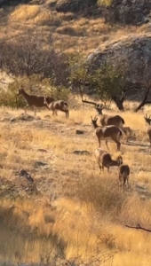 elazig-harputta-koruma-altindaki-dag-kecileri-suru-halinde-goruntulendi-ScOY9JPA.jpg