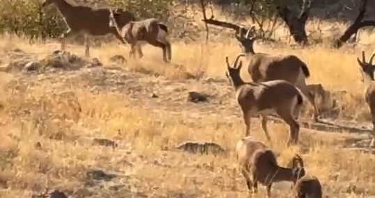Elazığ Harput’ta Koruma Altındaki Dağ Keçileri Sürü Halinde Görüntülendi Elazığ Harput’ta Koruma Altındaki Dağ Keçileri Sürü Halinde Görüntülendi