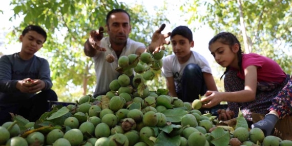 Elazığ’da ceviz hasadı başladı Elazığ’da ceviz hasadı başladı