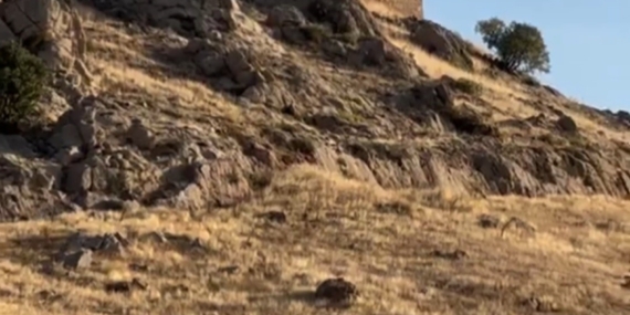 Elazığ’da dağ keçileri sürücü halinde görüntülendi Elazığ’da dağ keçileri sürücü halinde görüntülendi