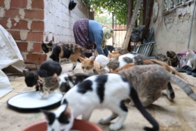 omrunu-kedilere-adadi-11-yildir-70-kediye-bakiyor-E1qJKDWn.jpg
