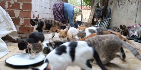 Ömrünü kedilere adadı: 11 yıldır 70 kediye bakıyor Ömrünü kedilere adadı: 11 yıldır 70 kediye bakıyor