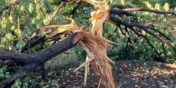 Elazığ Baskil’de Yıldırımın İsabet Ettiği Ağaç İkiye Ayrıldı Elazığ Baskil’de Yıldırımın İsabet Ettiği Ağaç İkiye Ayrıldı