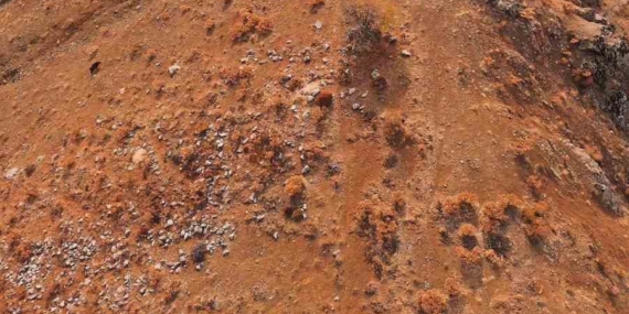 Elazığ’da Yaban Domuzu Sürüsü Havadan Görüntülendi Elazığ’da Yaban Domuzu Sürüsü Havadan Görüntülendi