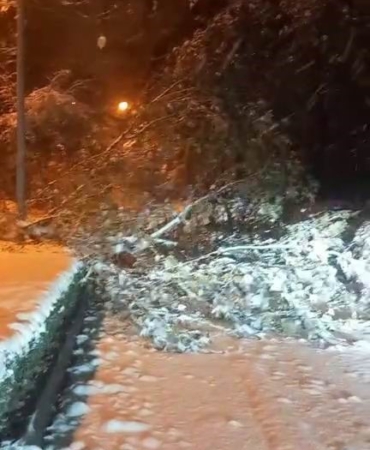 elazigda-firtina-ve-kar-yagisi-agaclari-devirdi-YwbyYIOQ.jpg