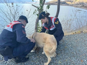 elazigda-jandarma-ekipleri-sokak-hayvanlarini-unutmadi-5SbjQNOF.jpg