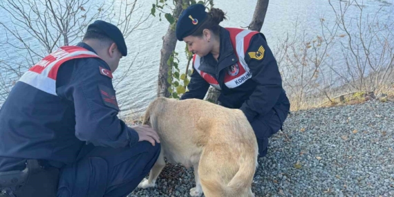 Elazığ’da Jandarmadan Sokak Köpeklerine Mama ve Su Desteği Elazığ’da Jandarmadan Sokak Köpeklerine Mama ve Su Desteği
