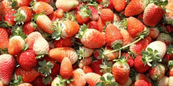 Elazığ’da kasım ayında çilek hasadı