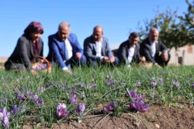 elazigda-safran-hasadi-yapildi-kovancilarda-safran-tarla-gunu-etkinligi-duzenlendi-Dg5yk3C5.jpg