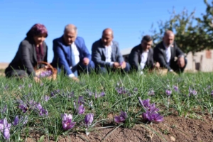 elazigda-safran-hasadi-yapildi-kovancilarda-safran-tarla-gunu-etkinligi-duzenlendi-Dg5yk3C5.jpg