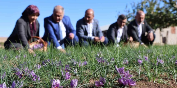 Elazığ’da Safran Hasadı Yapıldı: Kovancılar’da "Safran Tarla Günü" Etkinliği Düzenlendi Elazığ’da Safran Hasadı Yapıldı: Kovancılar’da “Safran Tarla Günü” Etkinliği Düzenlendi