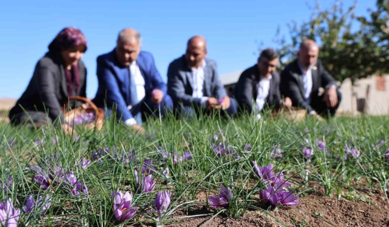 elazigda-safran-hasadi-yapildi-kovancilarda-safran-tarla-gunu-etkinligi-duzenlendi-Dg5yk3C5.jpg