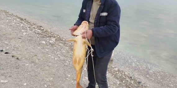 Elazığlı Balıkçıdan Yeni Rekor: 21 Kiloluk Sazan Avı Elazığlı Balıkçıdan Yeni Rekor: 21 Kiloluk Sazan Avı
