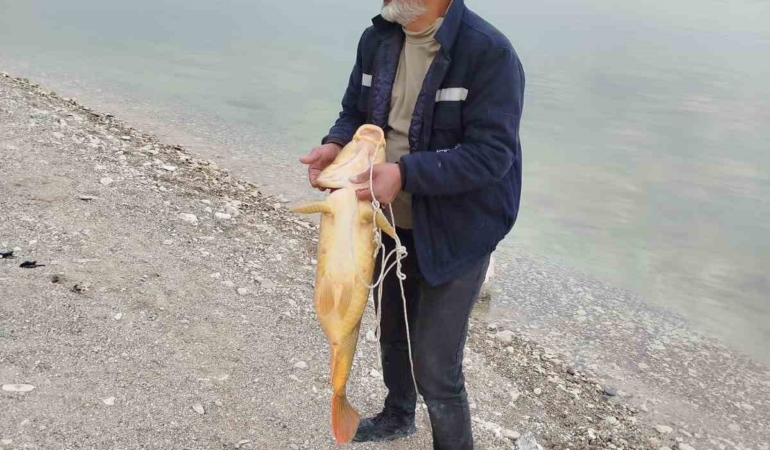 elazigli-balikcidan-yeni-rekor-21-kiloluk-sazan-avi-yifGY2wI.jpg