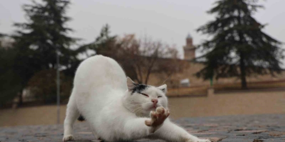 Harput’un Sokak Kedileri: Tarihi Dokusuyla Büyüleyen Sevimli Yüzler Harput’un Sokak Kedileri: Tarihi Dokusuyla Büyüleyen Sevimli Yüzler
