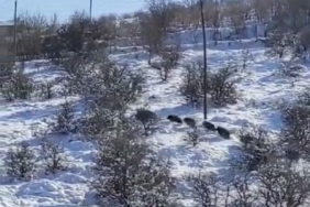 elazig-harputta-domuz-surusu-goruntulendi-lJWt6v7L.jpg