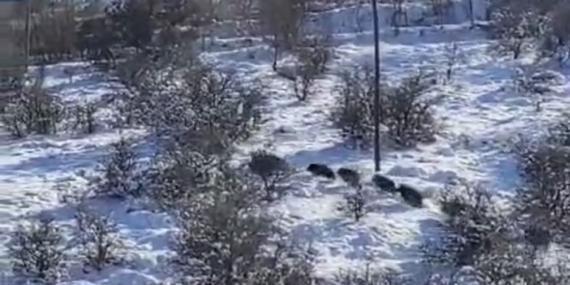 Elazığ Harput'ta Domuz Sürüsü Görüntülendi Elazığ Harput’ta Domuz Sürüsü Görüntülendi