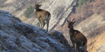 elazigda-envanter-calismalariyla-dag-kecilerinin-populasyonu-takip-ediliyor-t6iMESeb.jpg