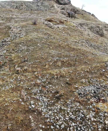 elazigdaki-palu-kalesinde-dag-kecileri-dronla-havadan-goruntulendi-HFI8OJkS.jpg