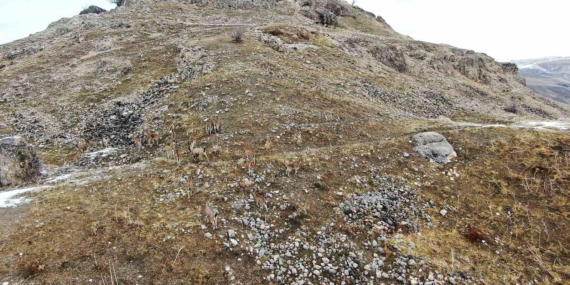 Elazığ’daki Palu Kalesi’nde dağ keçileri dronla havadan görüntülendi Elazığ’daki Palu Kalesi’nde dağ keçileri dronla havadan görüntülendi