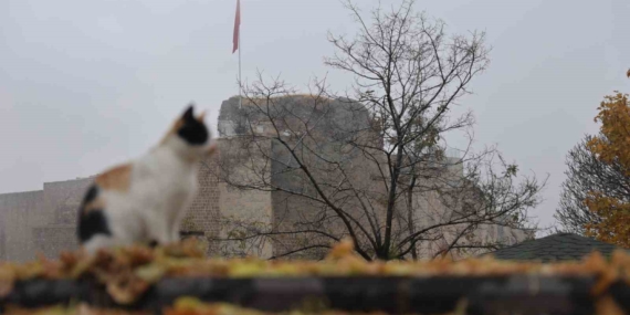 Harput’ta Sonbahar Büyüsü: Kediler ve Tarih İç İçe Harput’ta Sonbahar Büyüsü: Kediler ve Tarih İç İçe