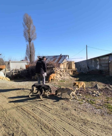 elazig-ozel-idare-ekipleri-sokak-hayvanlarini-unutmadi-AW9yIT5E.jpg
