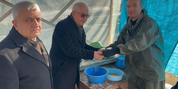 Van’da soğuk havada alabalık sağımı