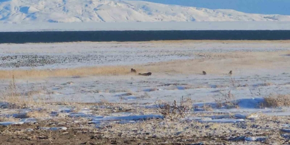 Adilcevaz'da Artan Domuz Sürüleri, Çiftçilerin Korkulu Rüyası Adilcevaz’da Artan Domuz Sürüleri, Çiftçilerin Korkulu Rüyası