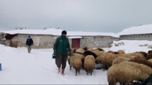 adilcevazda-sibirya-soguklari-besicileri-zorluyor-eODSOA95.jpg