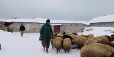 adilcevazda-sibirya-soguklari-besicileri-zorluyor-eODSOA95.jpg