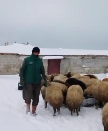 adilcevazda-sibirya-soguklari-besicileri-zorluyor-eODSOA95.jpg