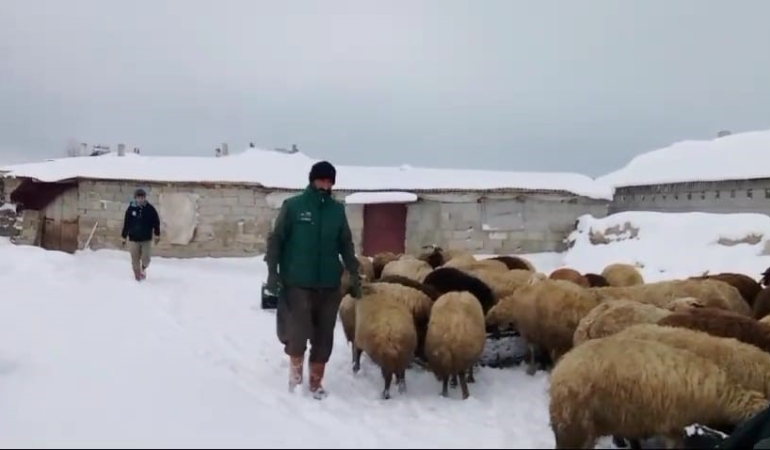 adilcevazda-sibirya-soguklari-besicileri-zorluyor-eODSOA95.jpg