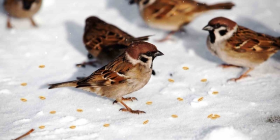 Battalgazi Belediyesi'nden Yaban Hayvanlarına Yem Desteği Battalgazi Belediyesi’nden Yaban Hayvanlarına Yem Desteği