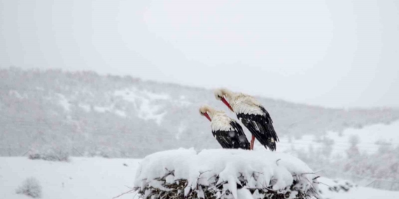 Bingöl'de Leyleklerin Erken Göçü ve Karla Buluşması Bingöl’de Leyleklerin Erken Göçü ve Karla Buluşması