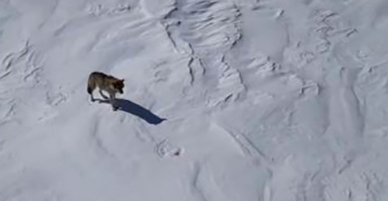 Bingöl'ün Karlıova İlçesinde Kurt Sürüsü Görüntülendi Bingöl’ün Karlıova İlçesinde Kurt Sürüsü Görüntülendi