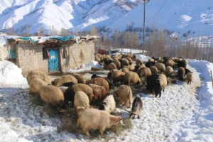 bitliste-kis-zorluklari-ve-hayvancilik-OU1fPQ6Z.jpg