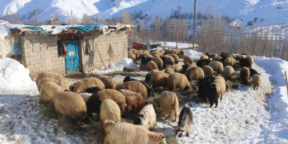 Bitlis'te Kış Zorlukları ve Hayvancılık Bitlis’te Kış Zorlukları ve Hayvancılık