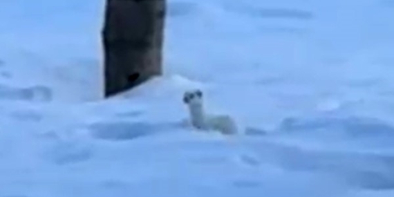 Bitlis'te Nadir Görülen Beyaz Gelincik Bitlis’te Nadir Görülen Beyaz Gelincik