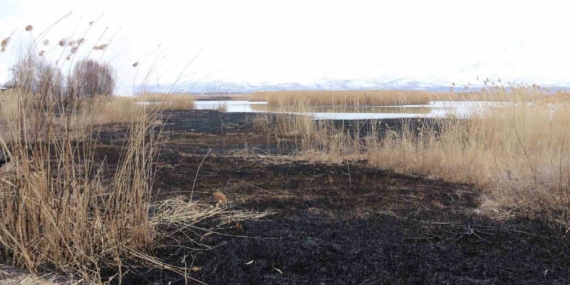 Dilkaya Sazlığı'nda Yangın Felaketi Dilkaya Sazlığı’nda Yangın Felaketi