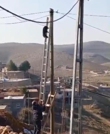 diyarbakirda-kediyi-kurtarma-operasyonu-jLPswPAg.jpg