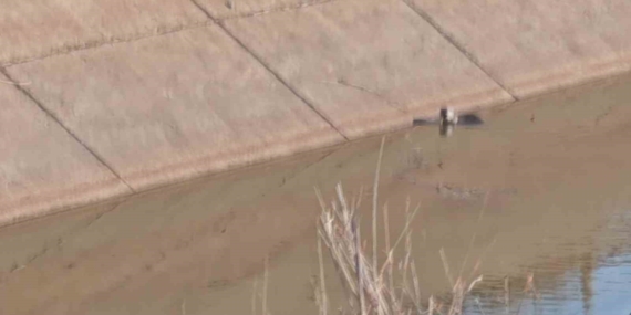 Diyarbakır'da Nadir Görülen Su Samuru Balık Avlarken Görüntülendi Diyarbakır’da Nadir Görülen Su Samuru Balık Avlarken Görüntülendi