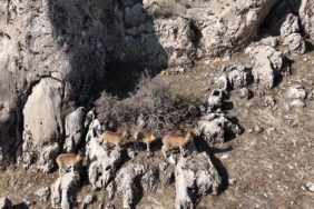 elazigda-dag-kecileri-dron-ile-goruntulendi-j5qciBfn.jpg