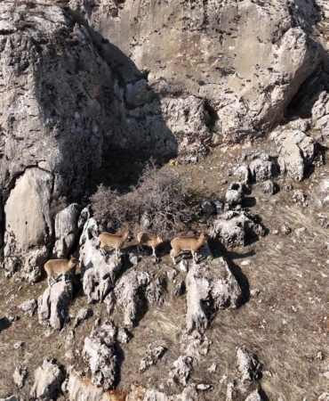 elazigda-dag-kecileri-dron-ile-goruntulendi-j5qciBfn.jpg