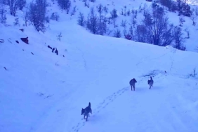 elazigda-kar-yagisi-sonrasi-kurt-surusu-koye-indi-SjAOaGLk.jpg