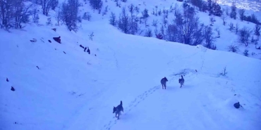 elazigda-kar-yagisi-sonrasi-kurt-surusu-koye-indi-SjAOaGLk.jpg