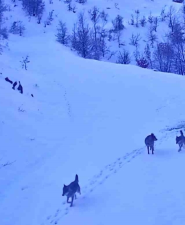 elazigda-kar-yagisi-sonrasi-kurt-surusu-koye-indi-SjAOaGLk.jpg